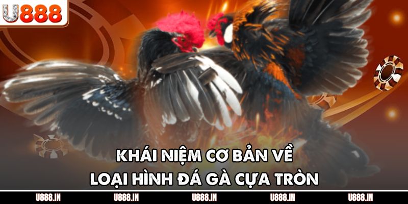 Khái niệm cơ bản về loại hình đá gà cựa tròn