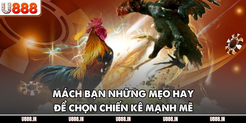 Mách bạn những mẹo hay để chọn chiến kê mạnh mẽ