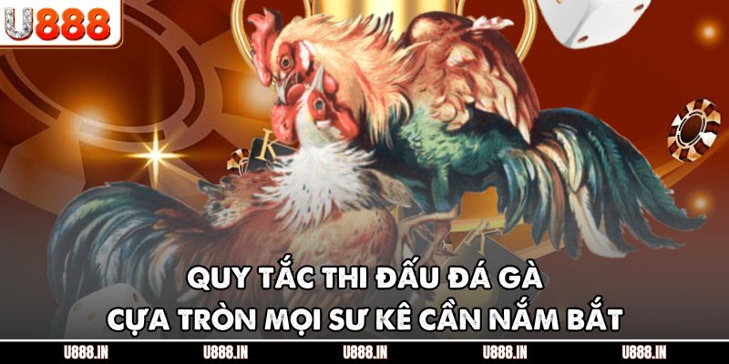Quy tắc thi đấu đá gà cựa tròn mọi sư kê cần nắm bắt